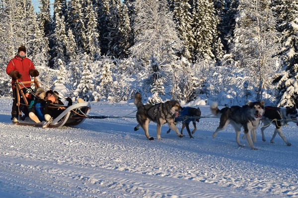 A musher and dog team on a snowy trail