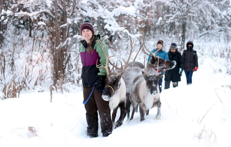 Reindeer walking through a snowy birch forest
